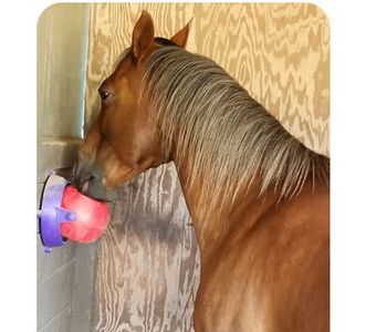 Equine Tongue Twister Toy