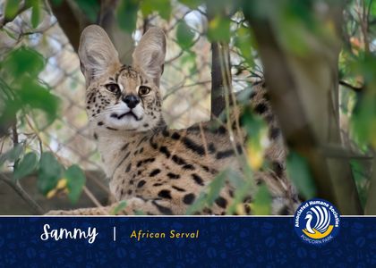 Adopt Sammy
