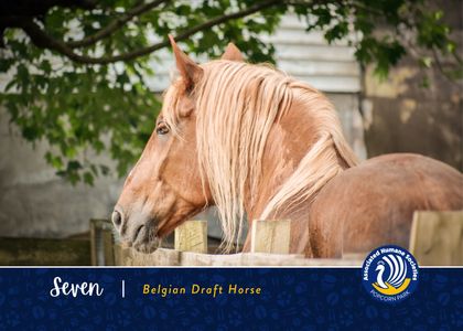 Adopt Seven