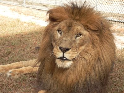 Medical Costs for our Big Cats