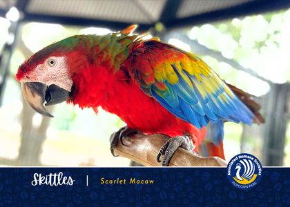 Adopt Skittles