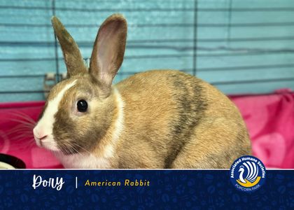 Adopt Dory