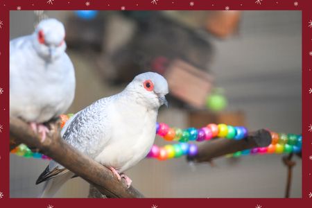 Bird Care & Feathered Fun