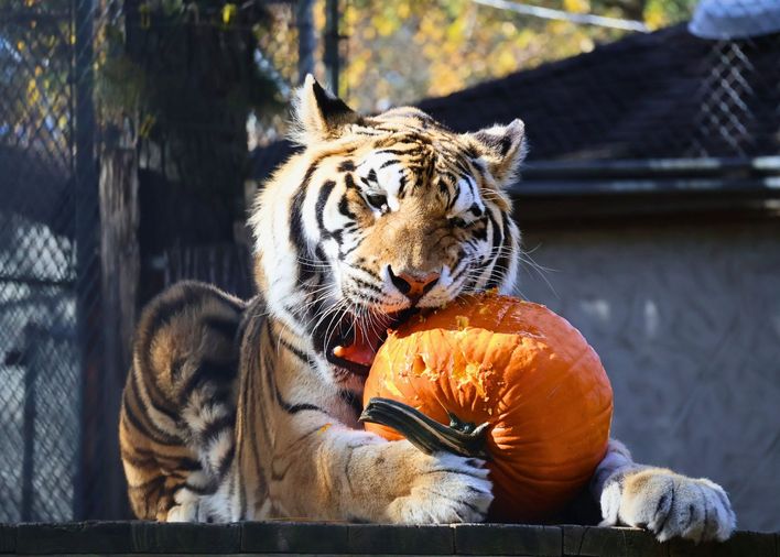 A Little Snack for a Big Cause