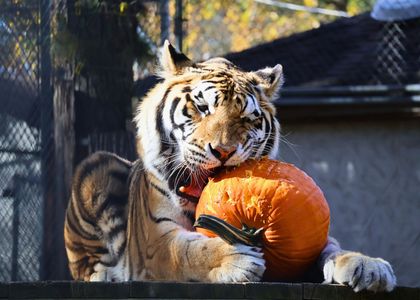 A Little Snack for a Big Cause