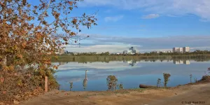 Guided Tour of the San Joaquin Marsh and Wildlife Sanctuary. Led by Gail Richards of Sea and Sage Audubon Society
