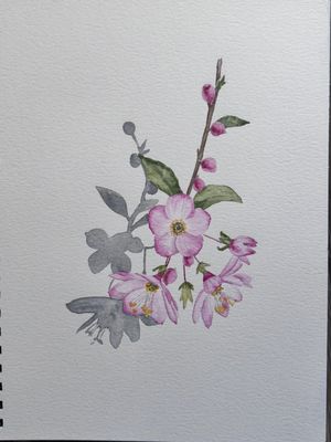 Watercolor Cherry Blossom