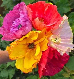 Sip and Bloom at Sherman Gardens