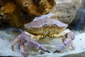 Dive in at Kerckhoff Marine Laboratory (Newport Harbor)