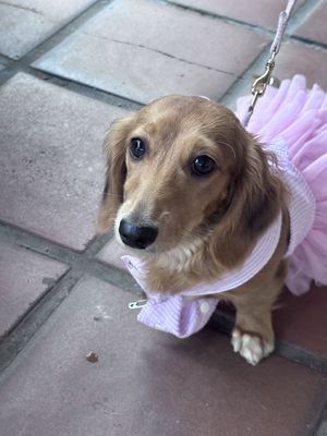 Yappy Hour: Howl-O-Ween Edition