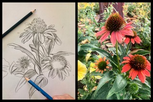 Introduction to Drawing and Botanical Illustration