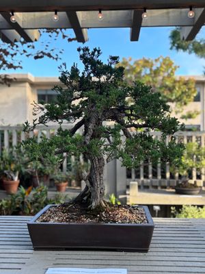 Bonsai + Fuchsia Plant Preview