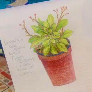 Botanical Drawing with Colored Pencils
