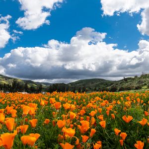 Evening Lecture & Film: Taste Irvine Ranch's Rich History Through Native and Agricultural Reflections