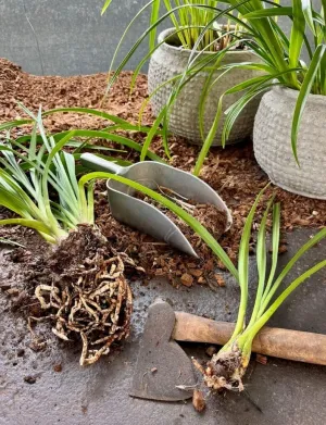 Cymbidiums Simplified: An Orchid Repotting Workshop