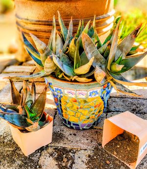 Mosaic Workshop: Spring Garden Planter