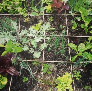 Spring Vegetable Gardening Class