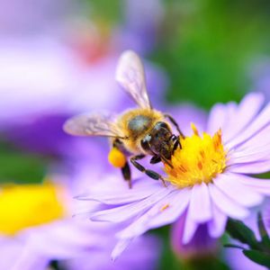 Member Mondays: Pollinator Power (Kid-Friendly)