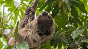 The Secret Life of Zoo Habitats: Where Animals, Plants and People Intersect