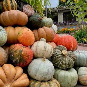 Member Mondays: Creating ‘Fall’ in the Garden at Sherman