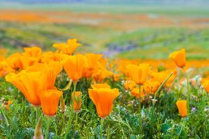 Superbloom Senior Gift Membership