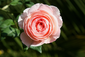 Super Bloom Sherman Society Membership Gift