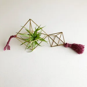 Air Plant Himmeli