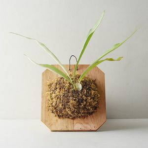 Staghorn Workshop