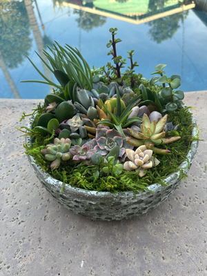 Succulent Bowl