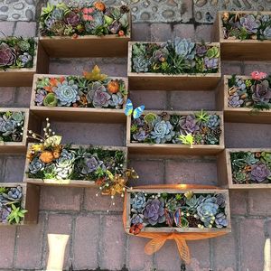 Succulent Thanksgiving Centerpiece Workshop
