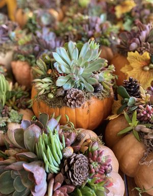 Succulent Pumkin Workshop