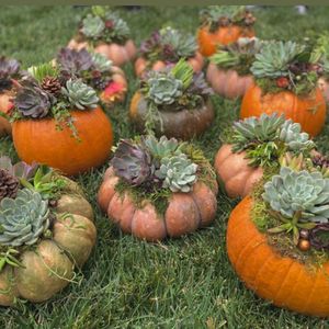 Succulent Pumpkin Workshop