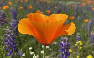 Superbloom Volunteer/Docent Membership