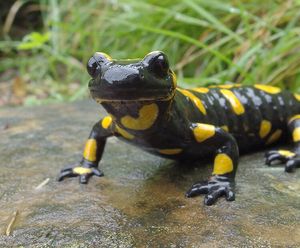 FMC Burn Unit Salamanders