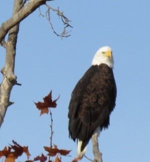 New Year's with the Eagles Walk @ Millerton - January 1st