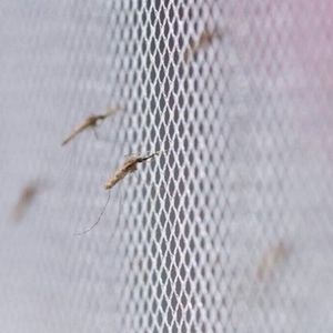 Mosquito Nets at Maai Mahiu