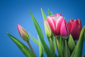 Get Well Soon - Tulips