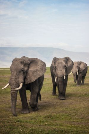 Elephant