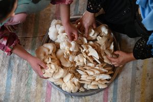 Mushroom Cultivation