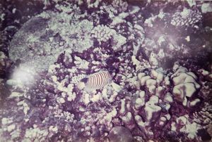 Banded Butterfly Fish
