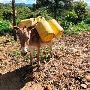 11. Donkey for water in Kenya - $160