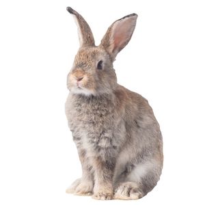 18. Rabbits for families - $75