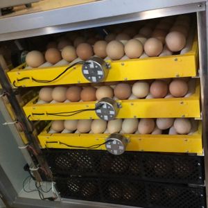 23. Solar-powered egg incubator - $940