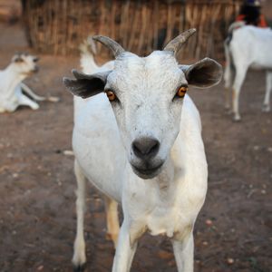 25. Galla goats in Kenya - $100