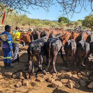 26. Heifer in Zimbabwe - $600