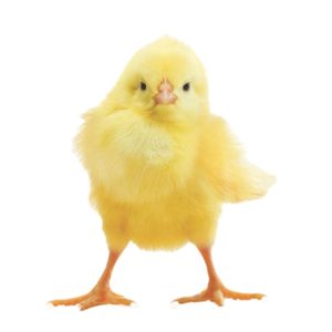 27. Chicken farming in Cuba - $40