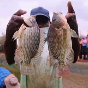 28. Fish farming in Zimbabwe - $60