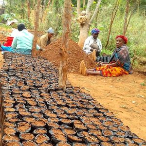 03. Take root with tree planting - $50