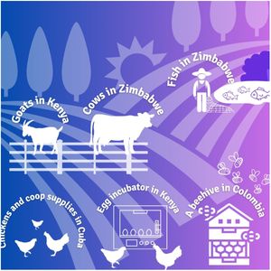 31. Food security in 4 countries - $970