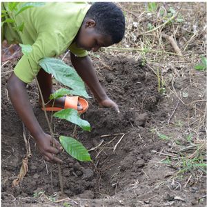 04. Branch out with tree planting - $100